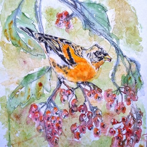British wildlife bird painting, original wall art in watercolour, colourful brambling picture, fine art present for him, her by EdieBrae