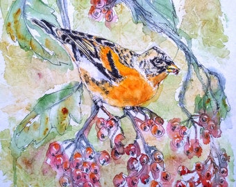 British wildlife bird painting, original wall art in watercolour, colourful brambling picture, fine art present for him, her by EdieBrae