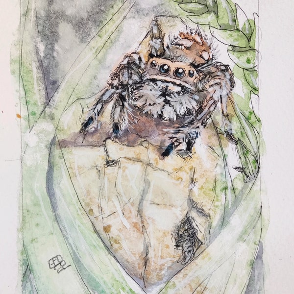 Petite peinture originale de femelle araignée sauteuse à l’aquarelle et à la plume, art abordable de Phidippus Regius arachnide de Floride