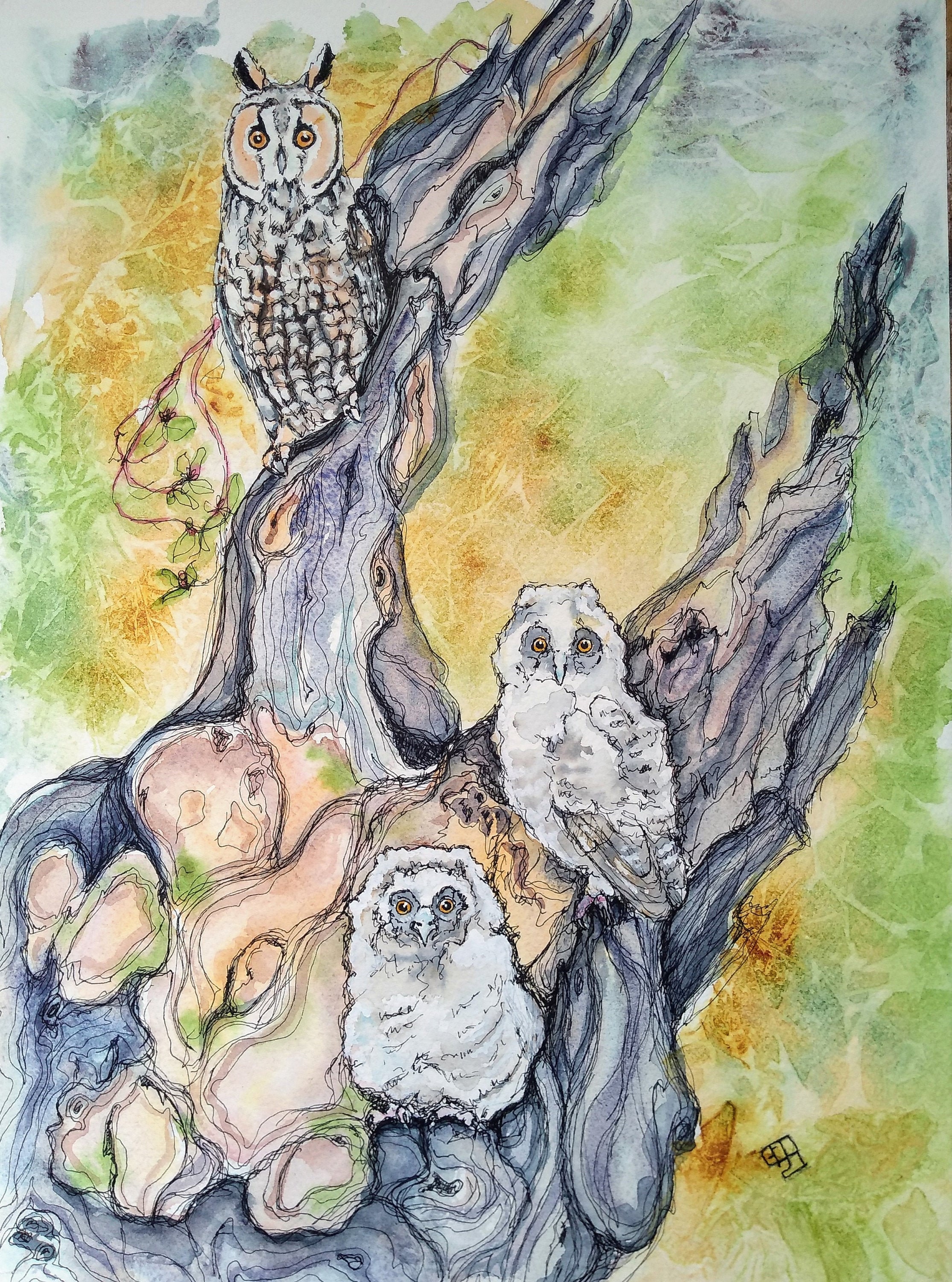 An original long eared owl painting in watercolour and pen, wildlife artwork of birds, fine art long