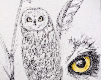 Short eared owl original pen drawing, wildlife bird sketch, original owl art for a final painting of short eared owl in autumn by EdieBrae