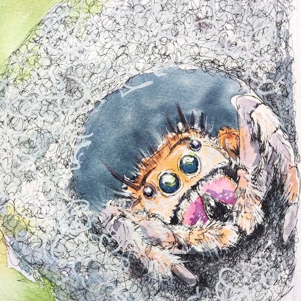 Peinture d’araignée sauteuse, phidippus regius aquarelle originale fine art, petite œuvre d’art abordable de spood par Edie Brae