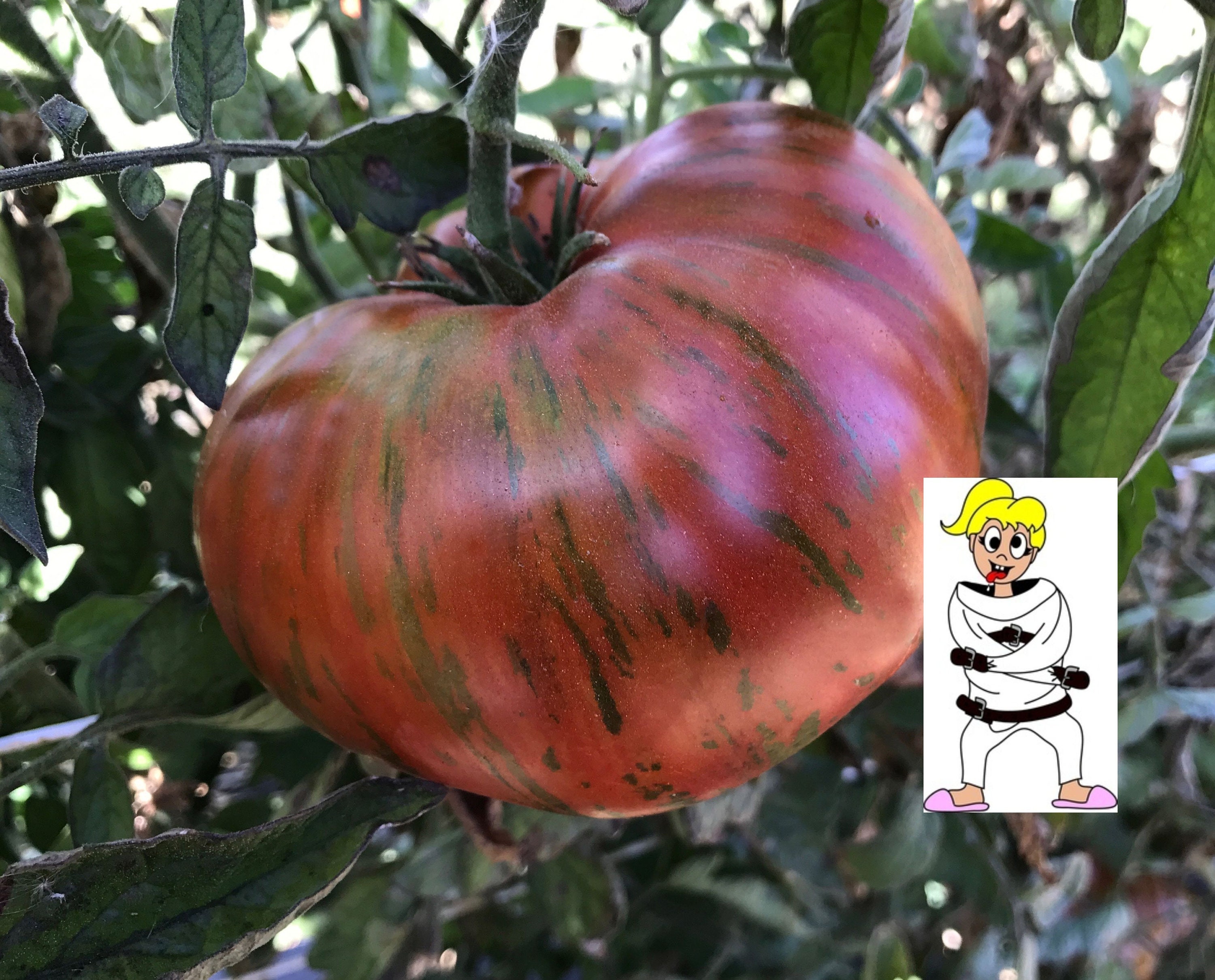 Промидор золотые полосы. Томат шоколад страйпс. Томат страйп. Томат gold rush currant. Марвел томат.