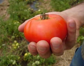 USA SELLER  Bellstar Tomato 25 seeds HEIRLOOM Solanum lycopersicum