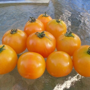 USA SELLER Amber Tomato 25 seeds HEIRLOOM Solanum lycopersicum image 1