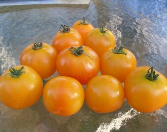 USA SELLER Amber Tomato 25 seeds HEIRLOOM  Solanum lycopersicum