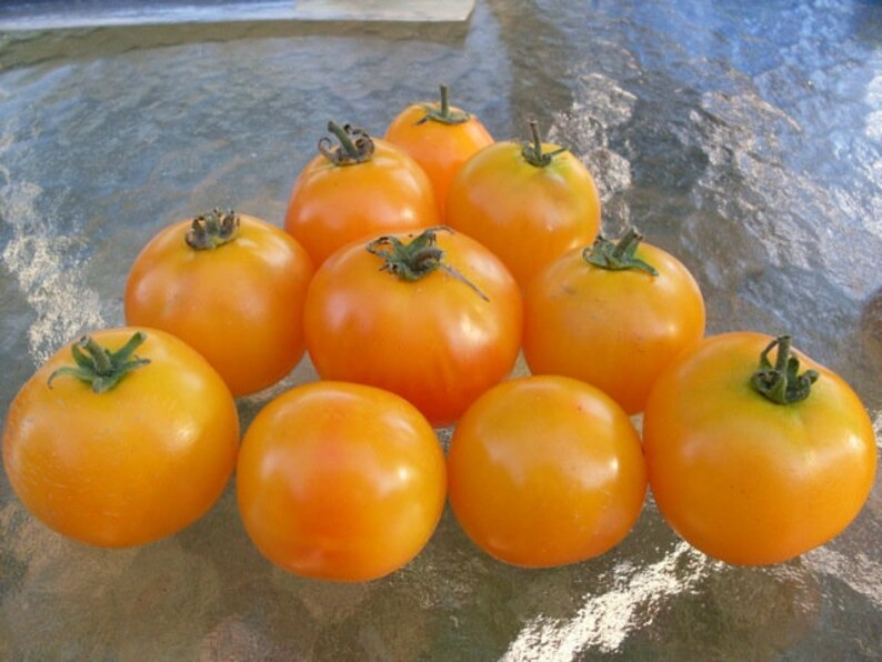 USA SELLER Amber Tomato 25 seeds HEIRLOOM Solanum lycopersicum image 1