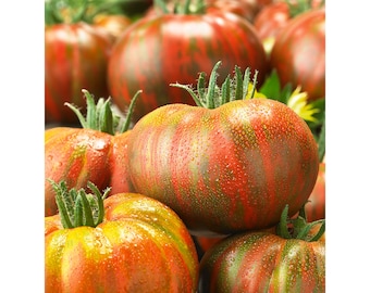 USA SELLER Berkeley Tie-Dye Tomato 25 seeds HEIRLOOM Solanum lycopersicum