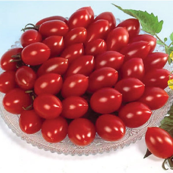 USA SELLER  Sugary Tomato 25 seeds HEIRLOOM Solanum lycopersicum