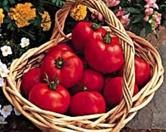 USA SELLER Early Doll Tomato 25 seeds HYBRID Solanum lycopersicum