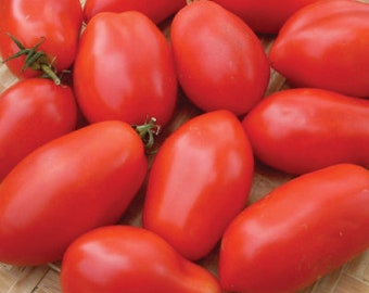 USA SELLER  Napoli  Tomato 25 seeds HEIRLOOM Solanum lycopersicum