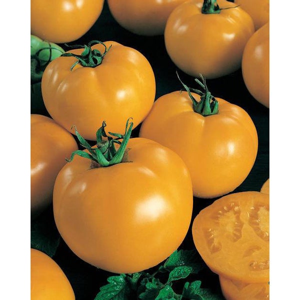 USA SELLER Sunny Boy Golden Tomato  25 seeds Hybrid Solanum lycopersicum