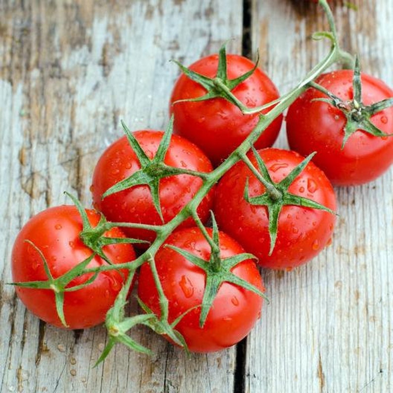 USA SELLER Large Red Cherry Tomato 25 Seeds HEIRLOOM Etsy