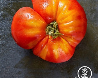 USA SELLER Flame Tomato 25 seeds HEIRLOOM Solanum lycopersicum