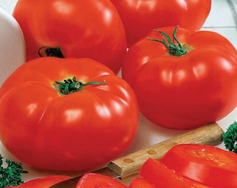 USA SELLER Big Beef Tomato 25 seeds Hybrid  Solanum lycopersicum