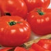 see more listings in the Red Tomatoes section