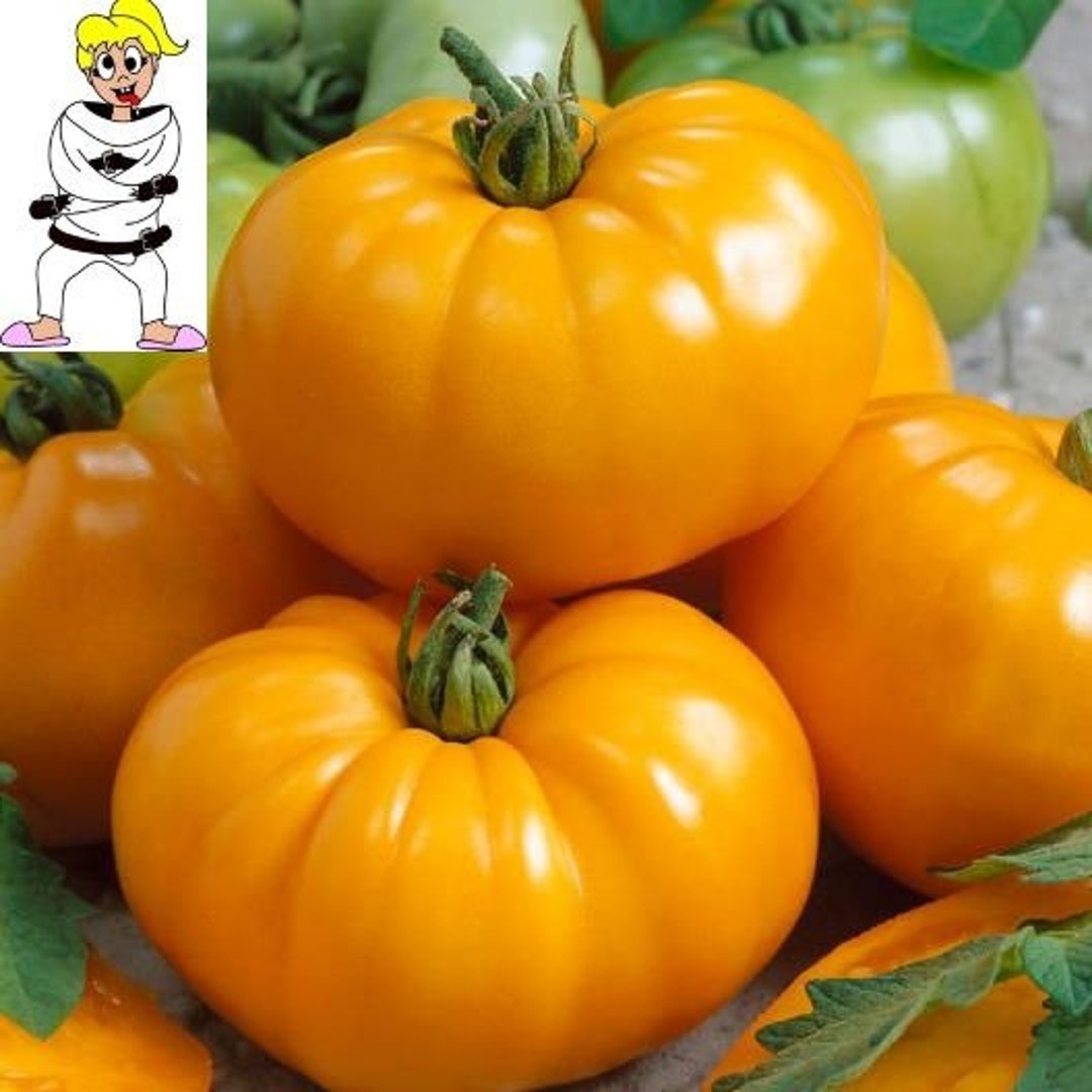 USA SELLER Chef's Choice Orange Tomato 25 Seeds Hybrid Solanum