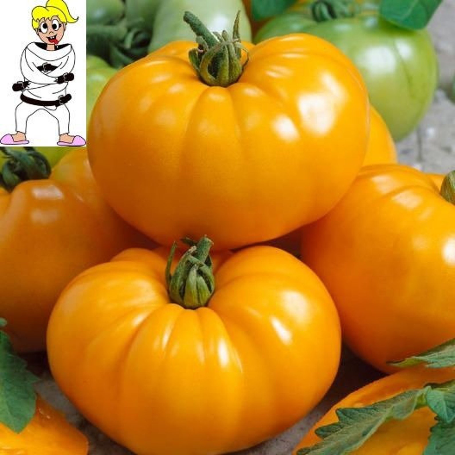 USA SELLER Chef's Choice Orange Tomato 25 Seeds Hybrid Etsy