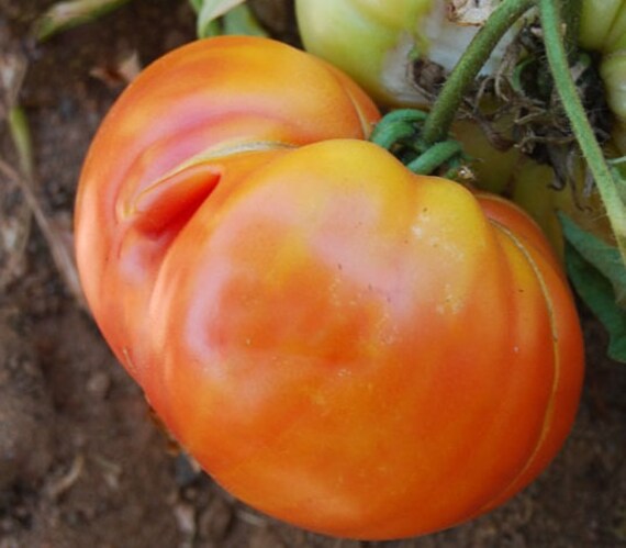 Usa Seller Gold Medal Bi Colored Tomato 25 Seeds Heirloom Etsy