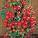 see more listings in the Red Tomatoes section