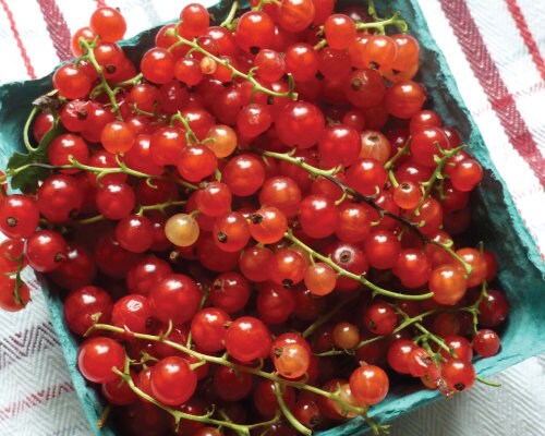 USA SELLER Red Currant Tomato 25 seeds HEIRLOOM