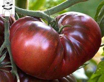 USA SELLER Black Krim / Crimson / Krimson Tomato 25 seeds HEIRLOOM Solanum lycopersicum