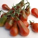 see more listings in the Schwarze Tomaten section