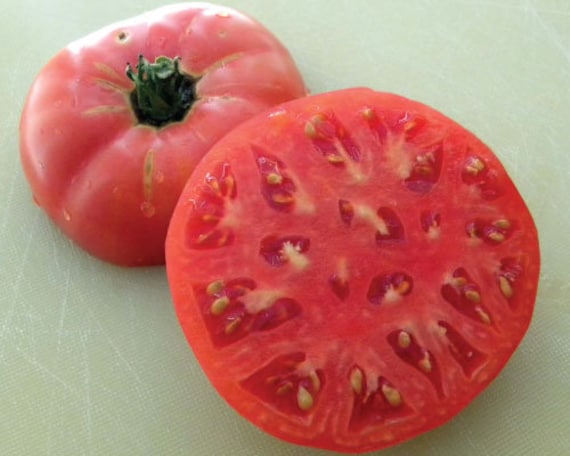 PlantFiles Pictures: Tomato 'Brandywine (Sudduth Strain)' (<i>Lycopersicon  lycopersicum</i>) by darius