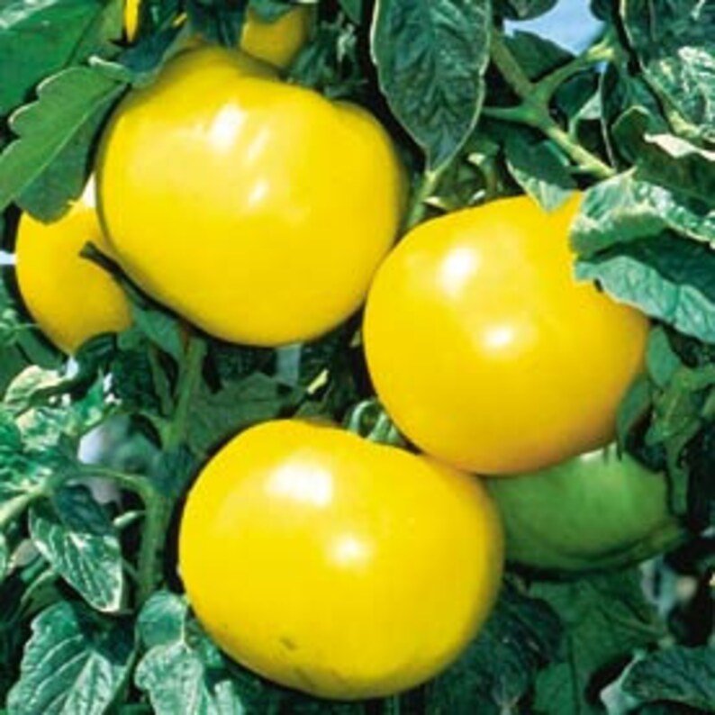 USA SELLER Lemon Boy Tomato 25 seeds HEIRLOOM Etsy
