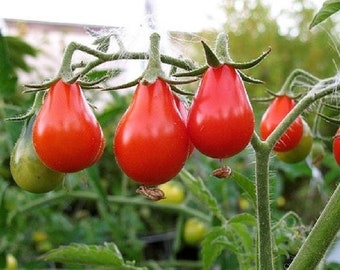 USA SELLER Red Pear Tomato 25 seeds HEIRLOOM Solanum lycopersicum