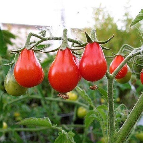 USA SELLER Siberian Tomato 25 Seeds HEIRLOOM Etsy