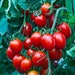 see more listings in the Rote Tomaten section
