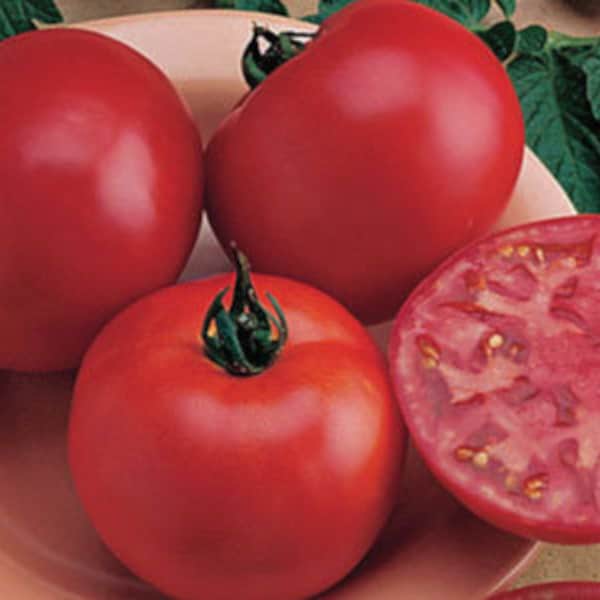 Brandy Boy Tomato Seeds Etsy