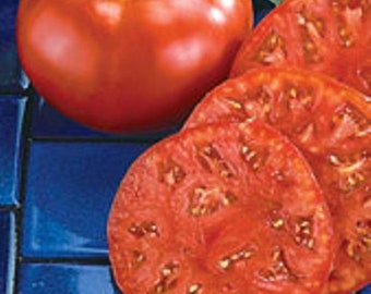 USA SELLER Beefmaster Tomato 25 seeds HEIRLOOM  Solanum lycopersicum