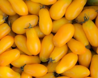 USA SELLER Banana Legs Tomato 25 seeds HEIRLOOM  Solanum lycopersicum