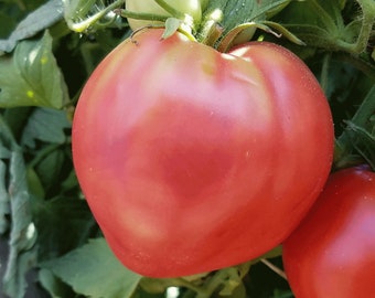 USA SELLER German Strawberry Tomato 25 seeds HEIRLOOM Solanum lycopersicum