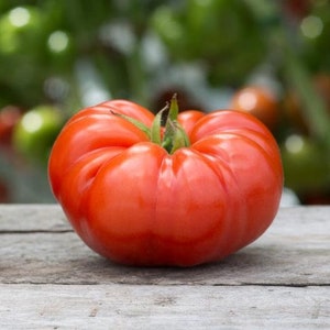 USA SELLER Red Beefsteak Tomato 25 seeds HEIRLOOM Solanum lycopersicum