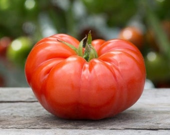 USA SELLER Red Beefsteak Tomato 25 seeds HEIRLOOM Solanum lycopersicum