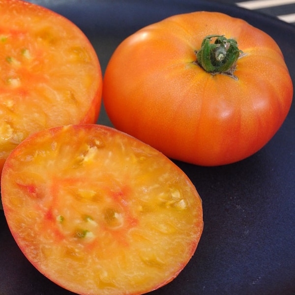 USA SELLER Armenian Bi-colored Tomato 25 seeds HEIRLOOM  Solanum lycopersicum