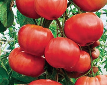 USA SELLER Trip-L-Crop Tomato 25 seeds HEIRLOOM Solanum lycopersicum