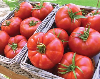 USA SELLER Betty Tomato 25 seeds HYBRID Solanum lycopersicum