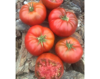 USA SELLER Glacier Tomato 25 seeds HEIRLOOM Solanum lycopersicum