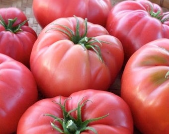 USA SELLER Caspian Pink Tomato 25 seeds HEIRLOOM Solanum lycopersicum