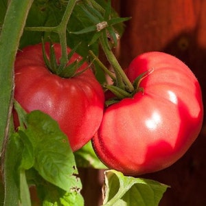 USA SELLER Ponderosa Pink Tomato 25 seeds HEIRLOOM Solanum lycopersicum