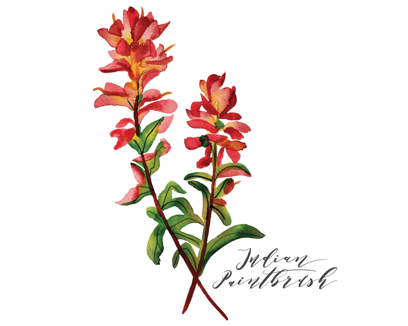 Indian Paintbrush Wildflower Watercolor Print Etsy