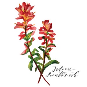 Indian Paintbrush Wildflower Watercolor Print