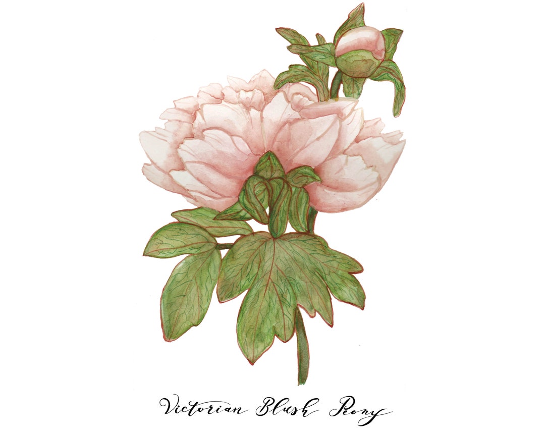 Victorian Blush Peony Watercolor Print - Etsy