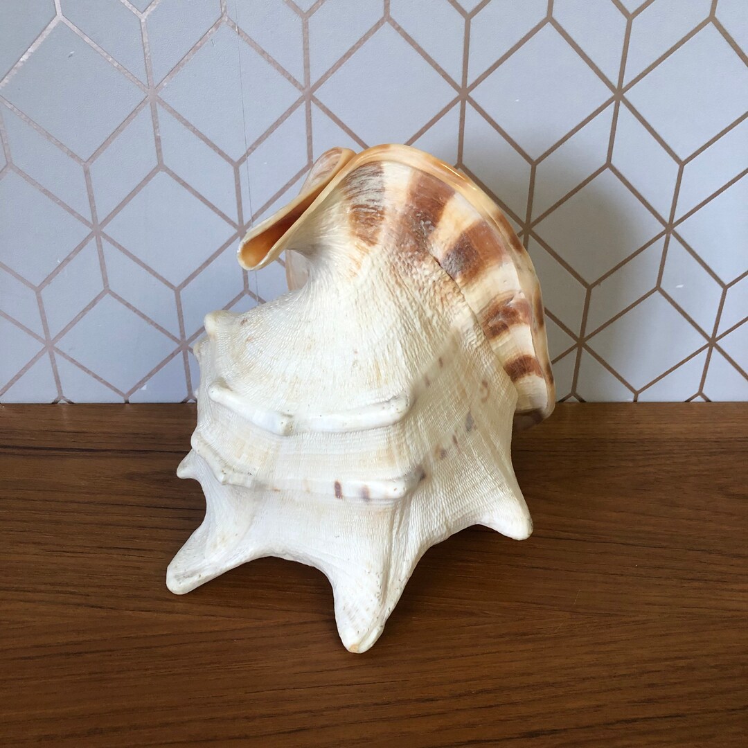 Vintage Large Shell Conch Seashell, Palm Beach Décor, Ocean Aquarium ...