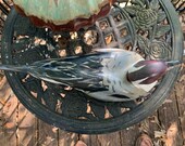 Pintail
