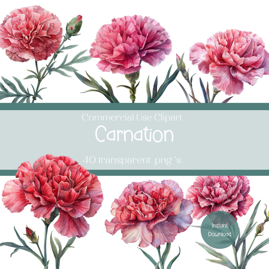 Carnation Flower Clip Art, Floral Digital Drawing, Instant Download ...